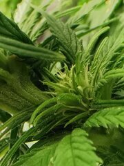 Les petits buds secondaires sous la canopée