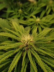 Je crois qu'on va avoir des petits buds violacé 😋😋