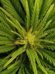 🌱