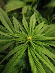 Toujours un léger retard mais même pas sur parce qu'elles sont sensé finir de fleurir 1/2 semaines apres