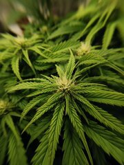 On est passé sur de l'engraissage flo + booster à raison de 1.5ml/L