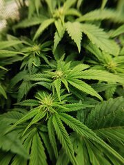 Elle commence à vraiment budder elle aussi