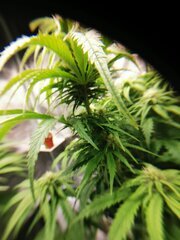 🌱