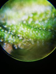Macro des tricomes