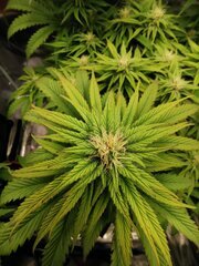 Ça sucre pas mal au niveau des têtes et ça commence à vraiment s'étendre sur la plante