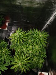 🌿