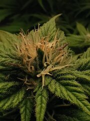 🌱