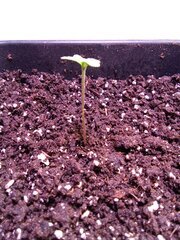 IMG_20250127_124545.jpg