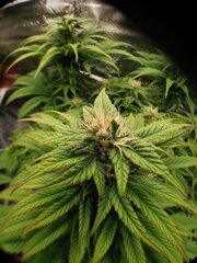 On va passer à 100% des reco d'engrais semaine prochaine