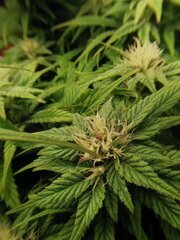 On commence à voir les buds se dessiner