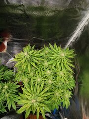 Elle est un peu palote comparé à l'autre je pense augmenter légèrement l'engraissage en potassium
