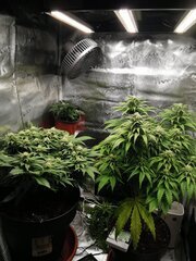 🌿