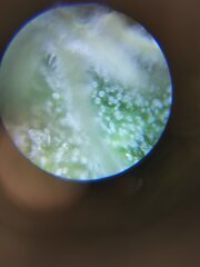 Les ptits tricomes