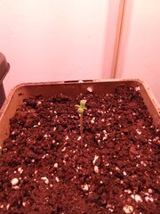 IMG_20250131_191354.jpg