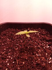 IMG_20250131_191357.jpg