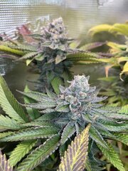 IMG_7850.jpeg