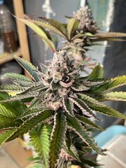 IMG_7858.jpeg