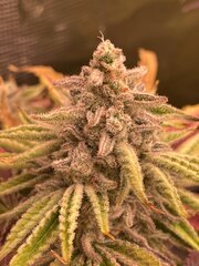 IMG_7907.jpeg