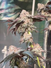 IMG_7962.jpeg