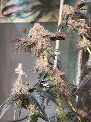 IMG_7963.jpeg