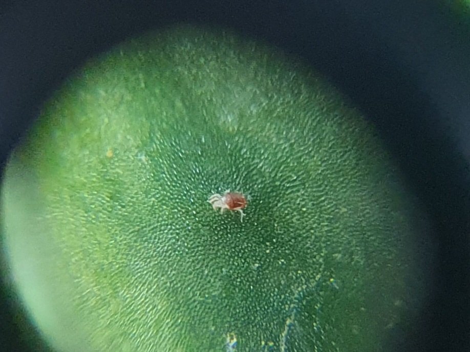 20250202_143055.jpg.f6b9682810d066ed852d8bdf6eeab072.jpg