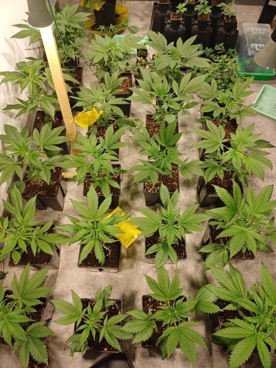 20250223_221909.thumb.jpg.7d7d78e5f0736429485e25bdac81b735.jpg