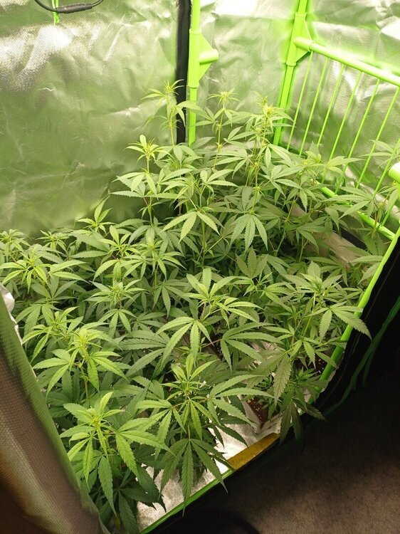 20250224_171938.thumb.jpg.c8f1cf40a7896b1b766510831f06ac0e.jpg