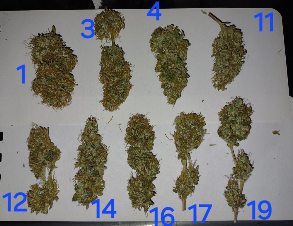 20250226_182953.thumb.jpg.1dd8db427a3324e94f64b1633619c522.jpg