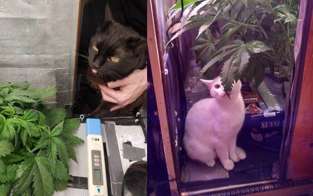 Lamic-Tal cats.jpg