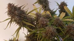 gorilla glue auto.jpg