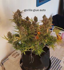 gorilla glue auto 1.JPG