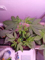 IMG_20250228_100243~2.jpg