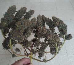 26fev Lemon2.1.jpg