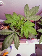 IMG_20250223_223706~2.jpg