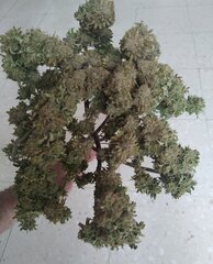 26fev Lemon1.5.jpg