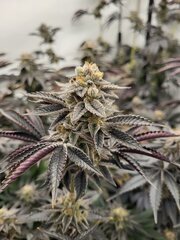 Pink Gazoline by Perfect Tree Seeds