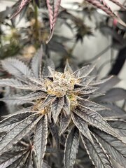 Pink Gazoline by Perfect Tree Seeds