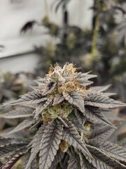 Pink Gazoline by Perfect Tree Seeds