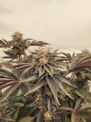 Pink Gazoline by Perfect Tree Seeds