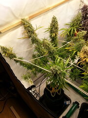 Malawi 12/12 +82