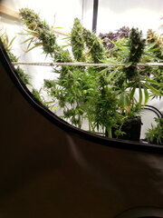 Malawi 12/12 +82