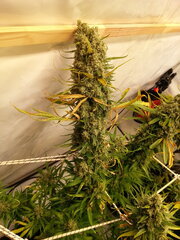 Malawi 12/12 +82