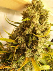 Malawi 12/12 +82