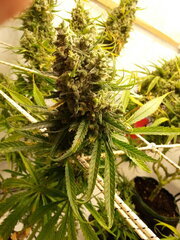 Malawi 12/12 +82