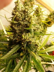 Malawi 12/12 +82