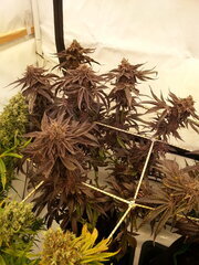 Gorgeous Braelin 12/12 +82