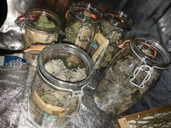 Mise en bocal, Sensi Purple Kush et Washing Machine