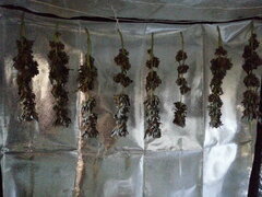 Kush T séchage +7