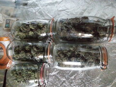 Mise en bocal, Sensi Purple Kush et Washing Machine