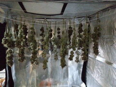 Jack Herer séchage +7
